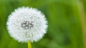 Dandelion, Dust, Natural